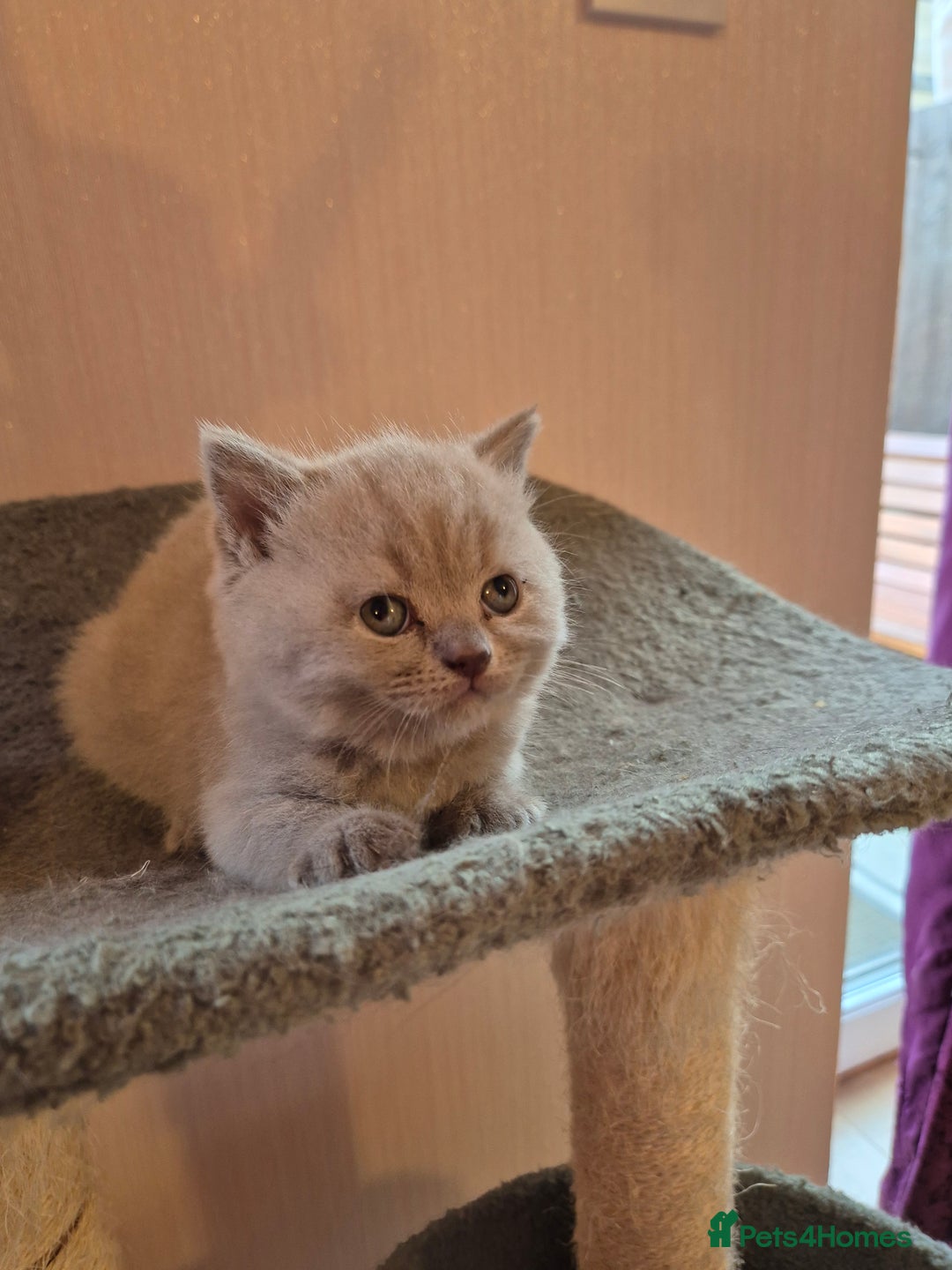 British Shorthair cats for sale: BSH kittens for new home  - Image 13