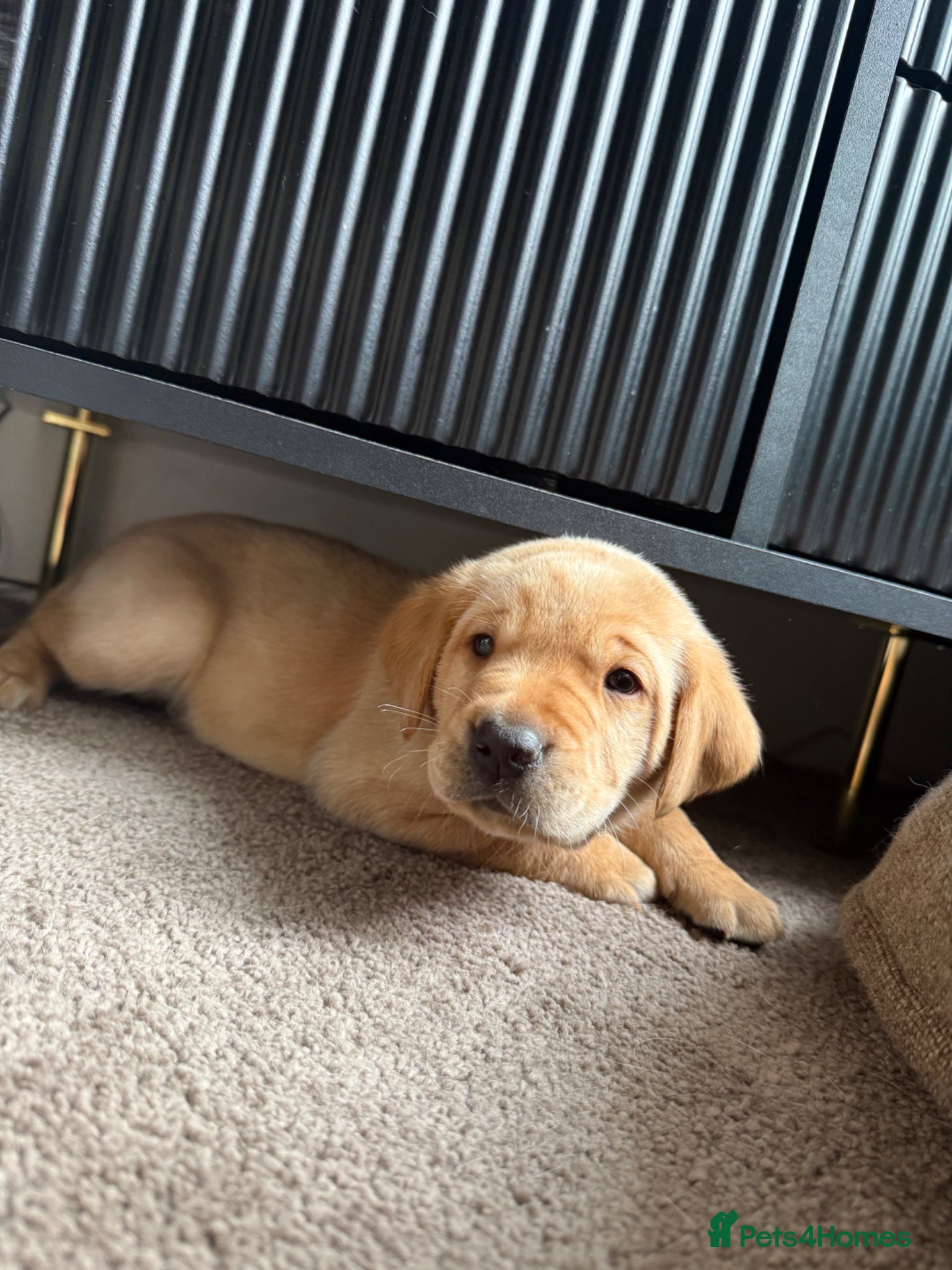 Labrador Retriever dogs KC Reg Fox Red / Blonde  Lab Puppies – Home Reared - Advert 8