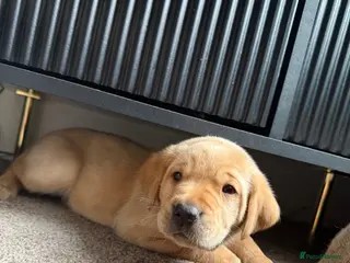 Labrador Retriever dogs KC Reg Fox Red / Blonde Lab Puppies – Home Reared - Advert 8