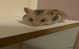 Hamster rodents for sale: Baby Syrian hamsters🐹  - Advert 7