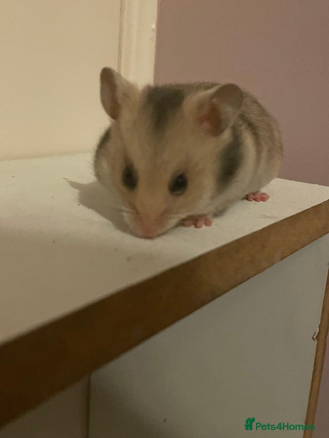Hamster rodents for sale: Baby Syrian hamsters🐹  - Advert 7