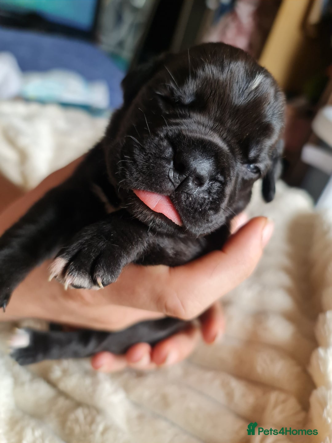 Cane Corso dogs for sale: Cane corso puppies  - Image 11