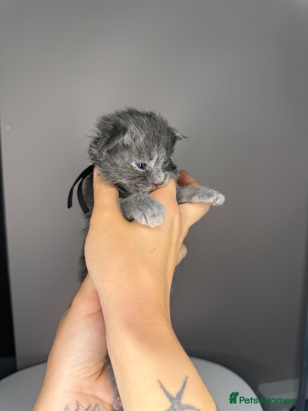 Maine Coon cats for sale: XL Russian maine coon kittens  in Market Rasen - Image 13