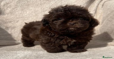 Shihpoo dogs - Advert 2