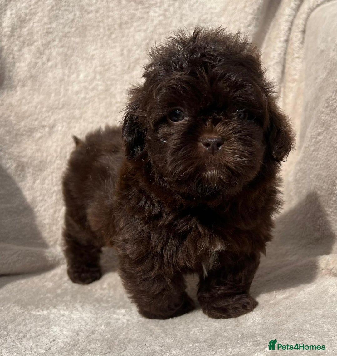 Shihpoo dogs for sale: Beautiful shihpoo - Image 2