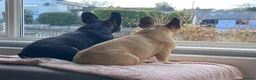 French Bulldog dogs for adoption: FRANK & MILO FRENCHIES ADOPTION IN WESTCOUNTRY - Advert 7