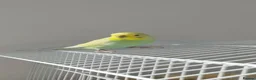 Budgerigars birds for sale: Budgies family of 4  - Advert 3