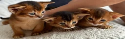 Abyssinian cats for sale: Only 1 Girl available 🎀 - Advert 3
