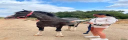 Other Breed horses for sale: 14.1hh, 8-year-old Cob in Scunthorpe - Advert 3
