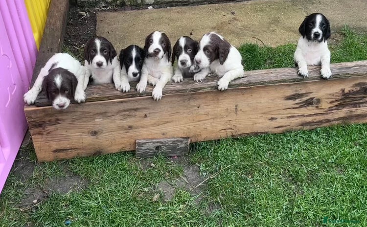 English Springer Spaniel dogs - Advert 2