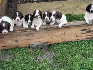 English Springer Spaniel dogs - Advert 31