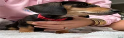 Miniature Dachshund dogs for sale: Miniature Dachshund  - Advert 7