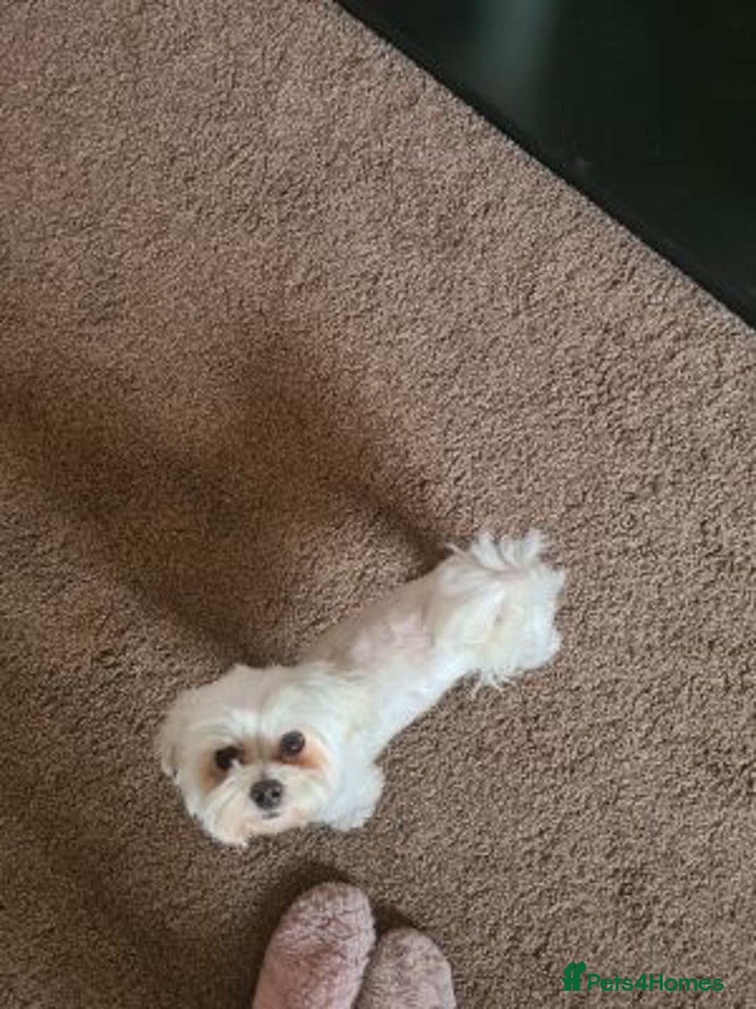 Maltese dogs for sale: Pretty Maltese - Advert 2