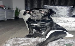 Cane Corso dogs for sale: Cane corso seeking a loving home  - Image 3