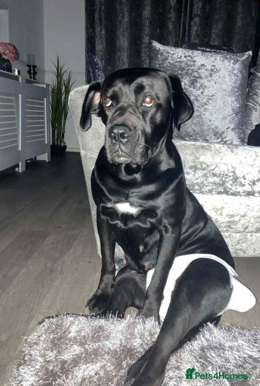 Cane Corso dogs for sale: Cane corso seeking a loving home  - Image 3