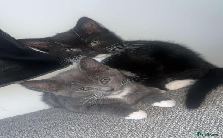 Mixed Breed cats - Advert 12