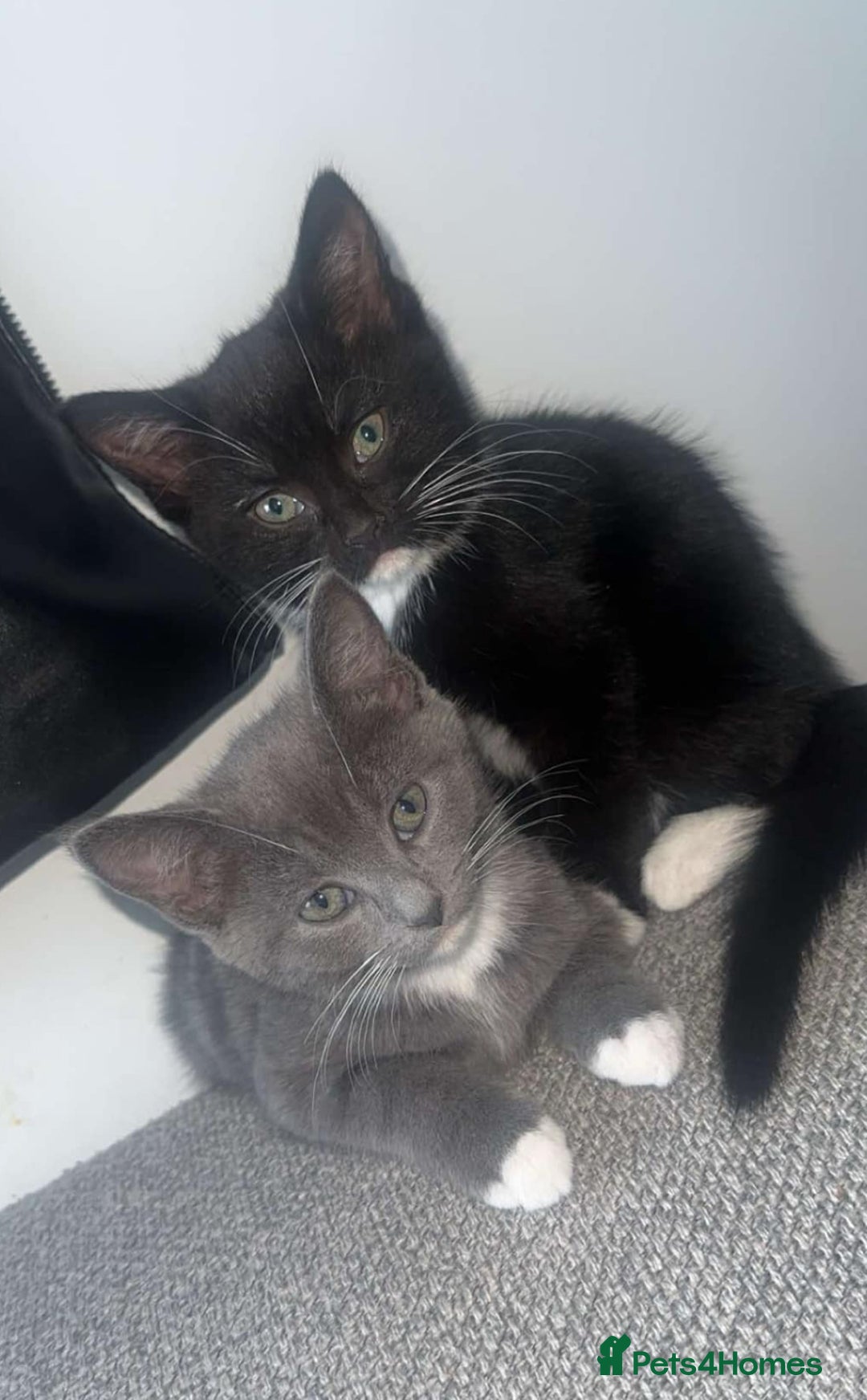 Mixed Breed cats for sale: Two 8 month beautiful sisters🤍 - Image 1
