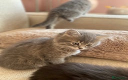 Siberian cats for sale: Siberian x British Shorthair Girls  - Image 18
