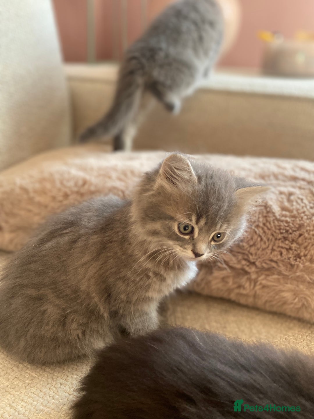 Siberian cats for sale: Siberian x British Shorthair Girls  - Image 18