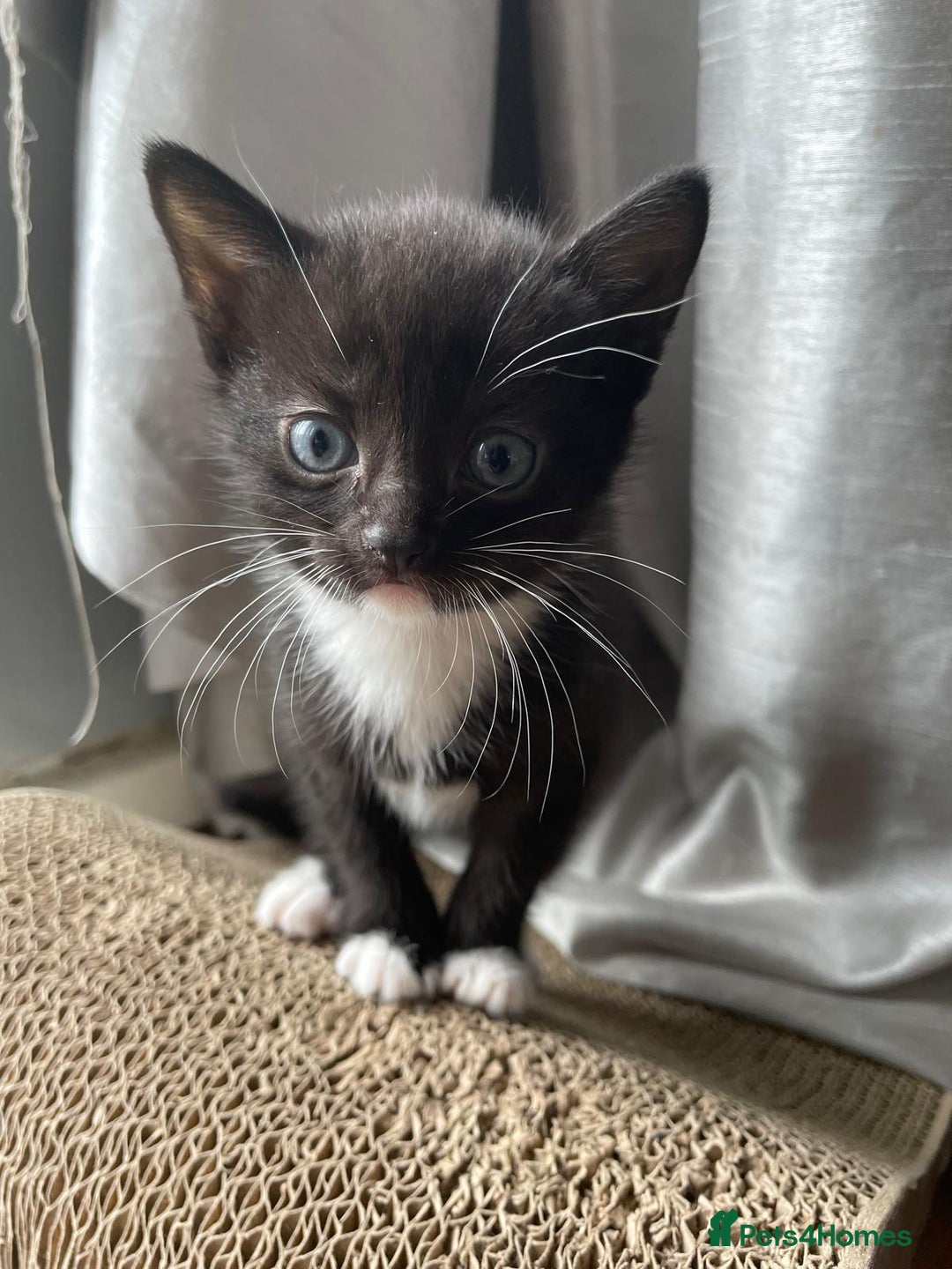 Mixed Breed cats for sale: Gorgeous kittens black and white - Image 2