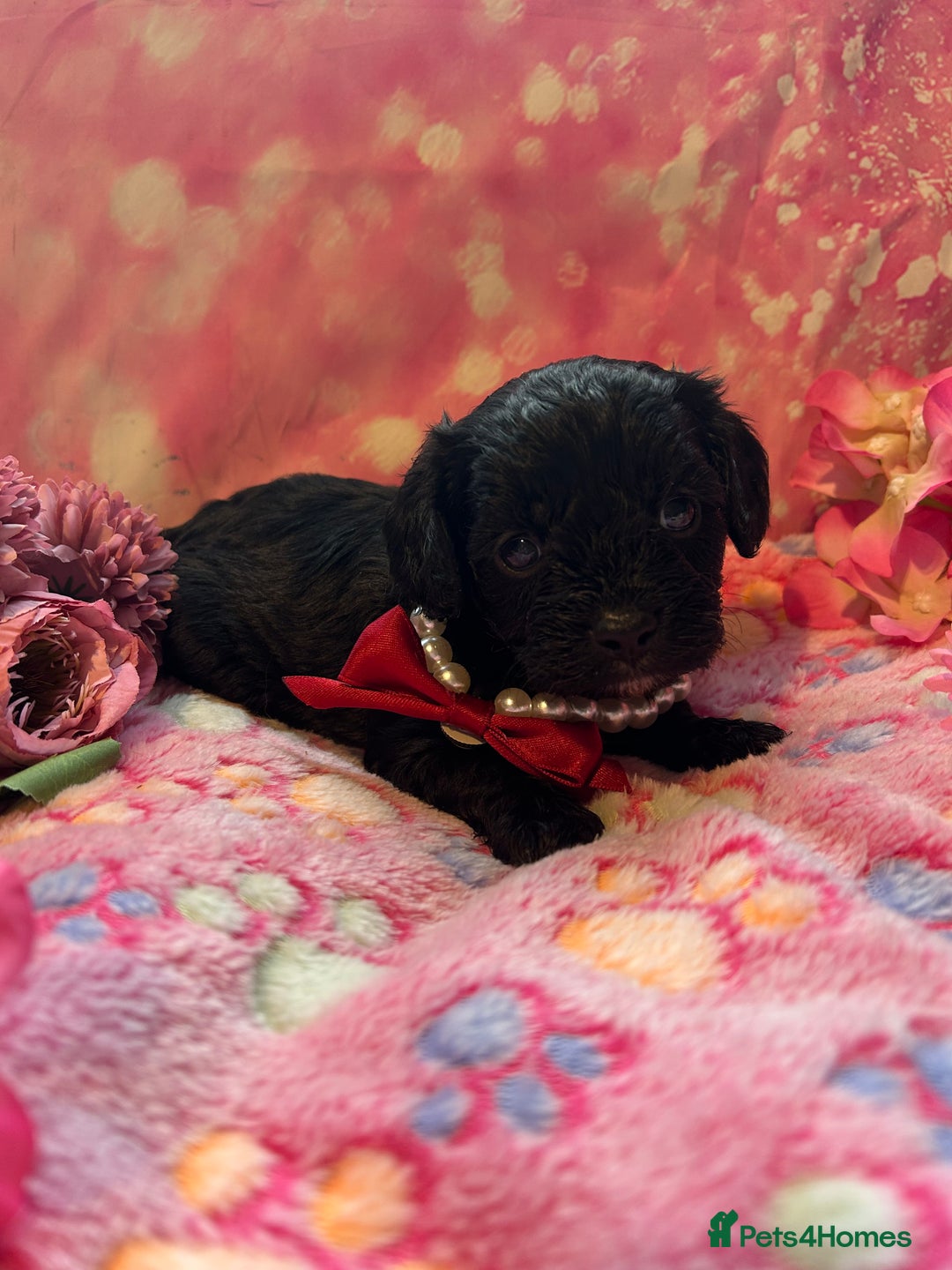 Cavapoo dogs for sale: F1 Cavapoo puppies 🐶  - Advert 18