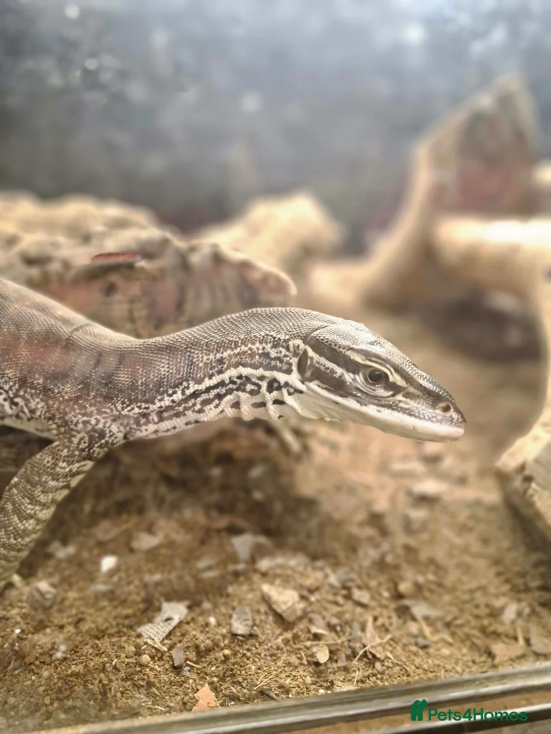 Iguana reptiles for sale: Argus monitor  - Advert 2