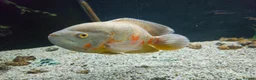 Cichlids fish for sale: Female Oscar & Jaguar Cichlid in Telford - Advert 2