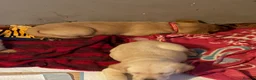 Labrador Retriever dogs for sale: Beautiful Labrador puppies for sale  - Advert 4