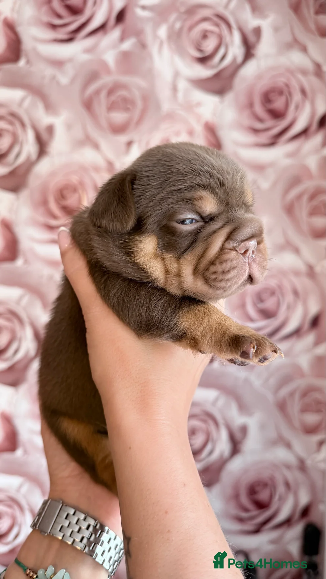 French Bulldog dogs for sale: Luxury French Bulldogs - Advert 6