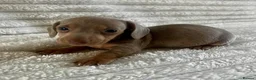 Miniature Dachshund dogs for sale: Kc registered miniature dachshund  - Advert 6