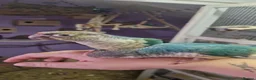 Conures birds for sale: Greencheek conures available  - Advert 1