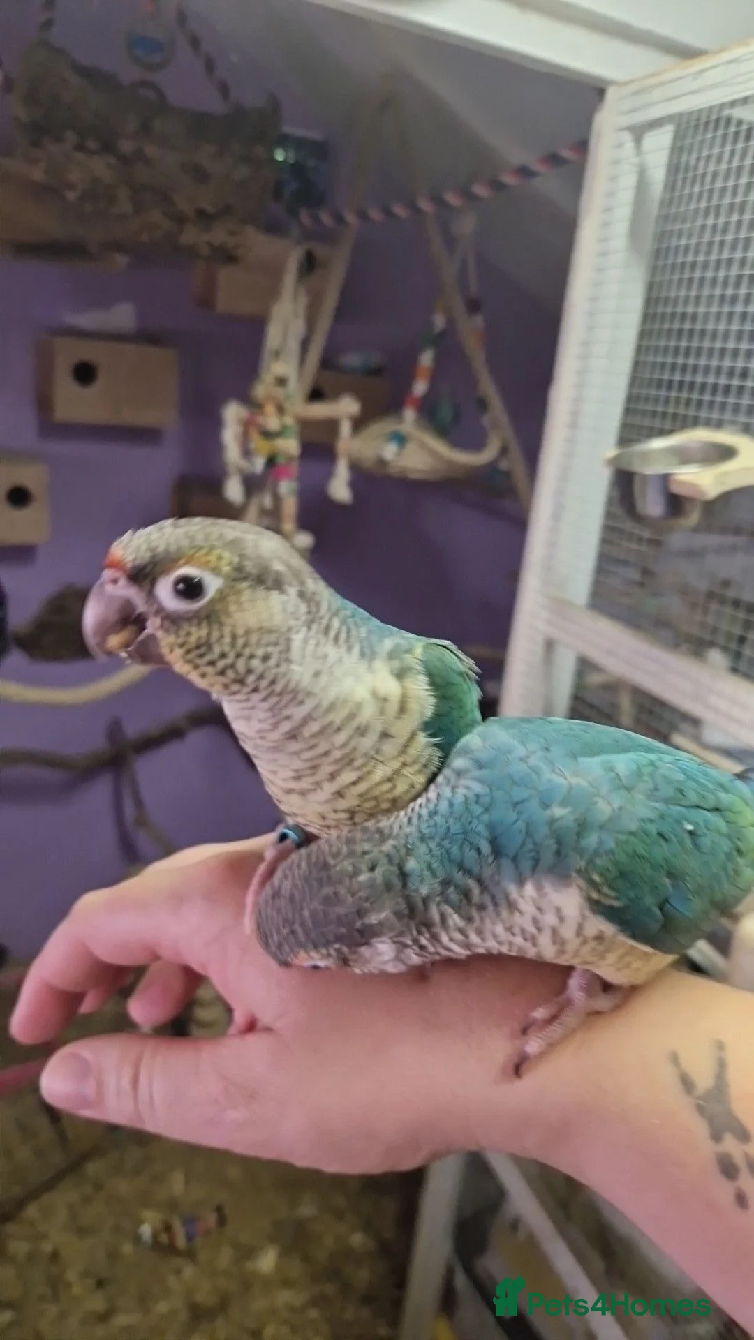 Conures birds for sale: Greencheek conures available  - Advert 1