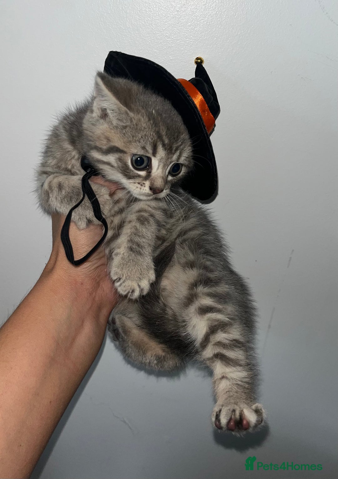British Shorthair cats for sale: British shorthair X ragdoll  - Image 28