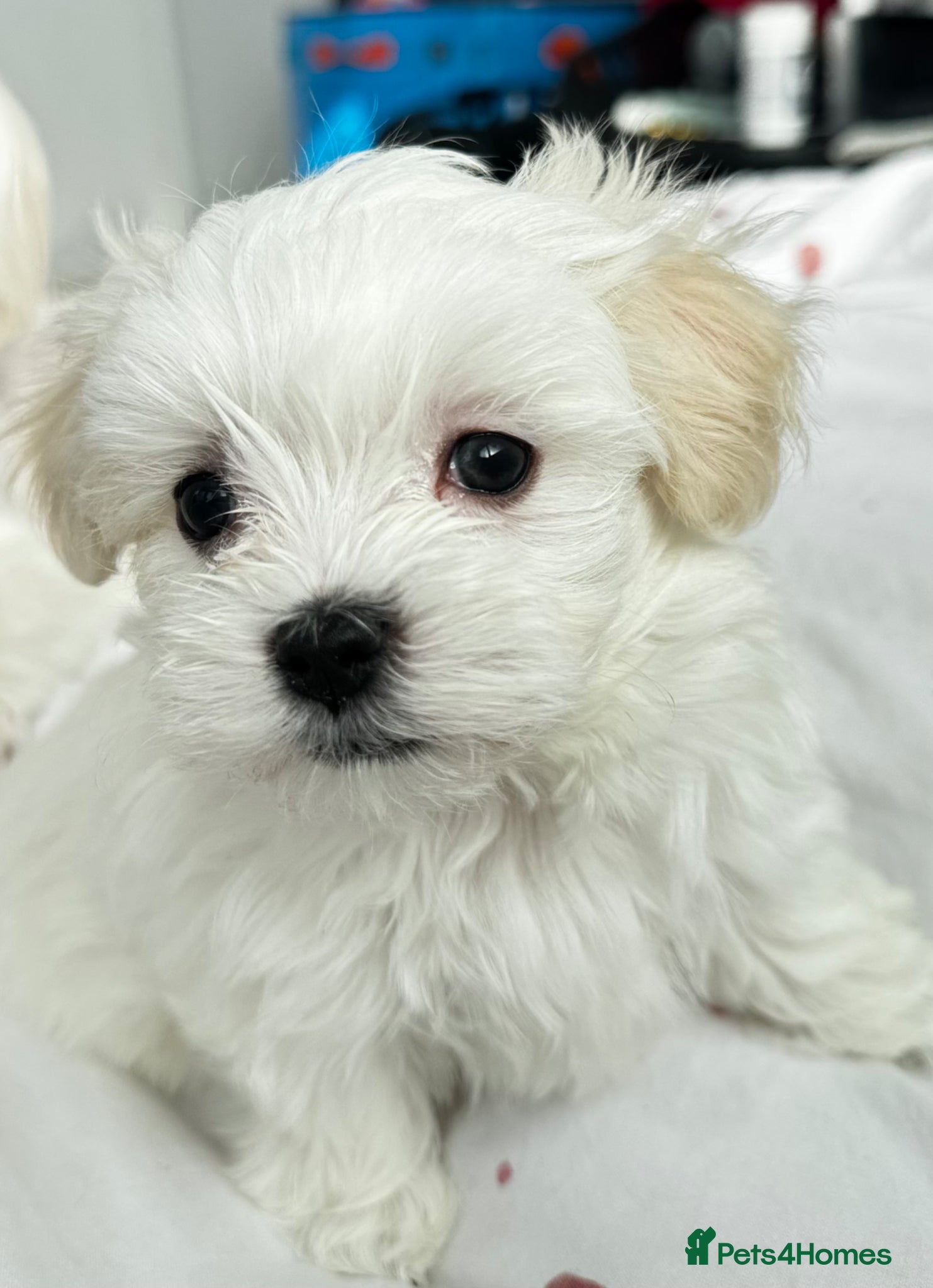 Maltese dogs Kc registered mini Maltese boy  - Advert 11