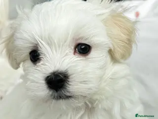 Maltese dogs Kc registered mini Maltese boy - Advert 11