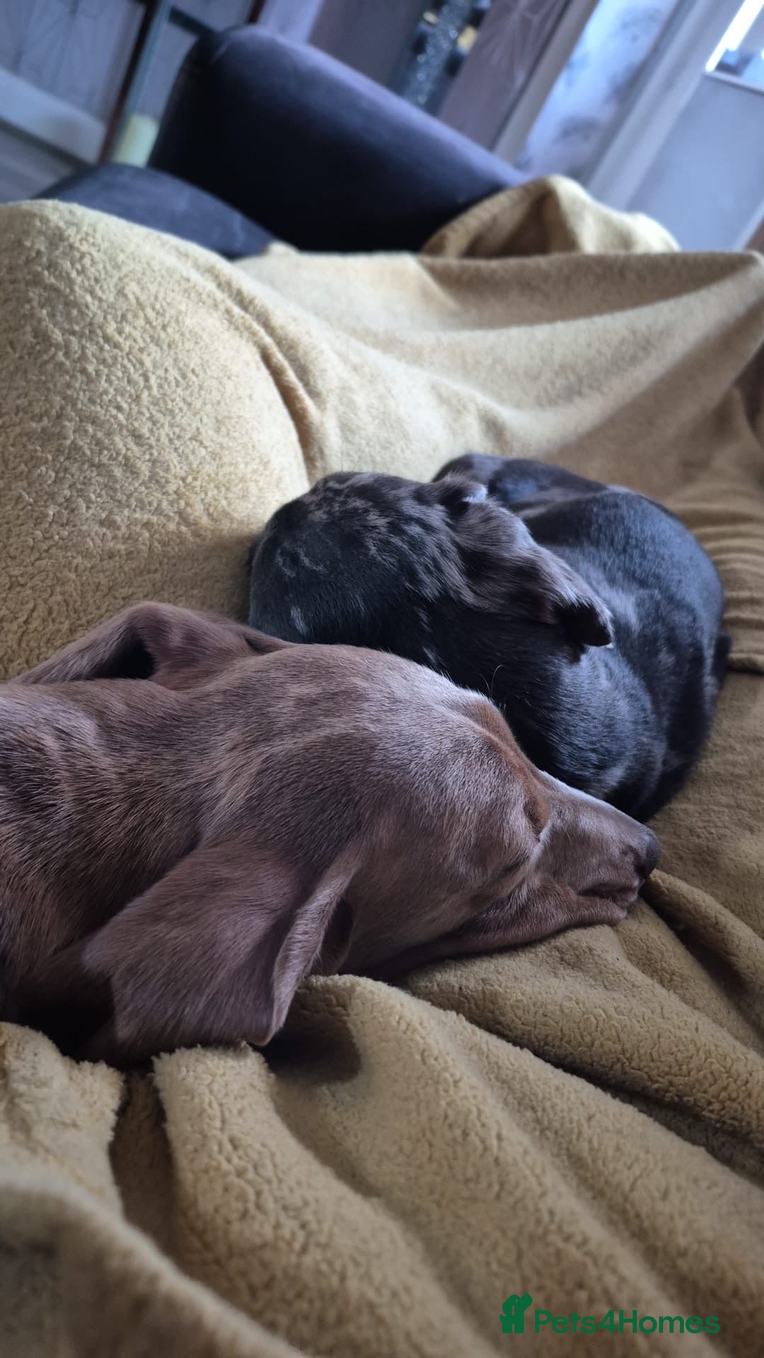 Miniature Dachshund dogs for sale: 2 Male Miniature Dachshunds  - Image 5