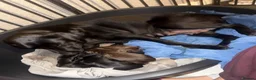Labrador Retriever dogs for sale: Labrador puppies for sale  in Widnes - Advert 28