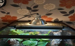 Gecko reptiles for sale: 2 x Female Tokay geckos and individual set ups - Image 14