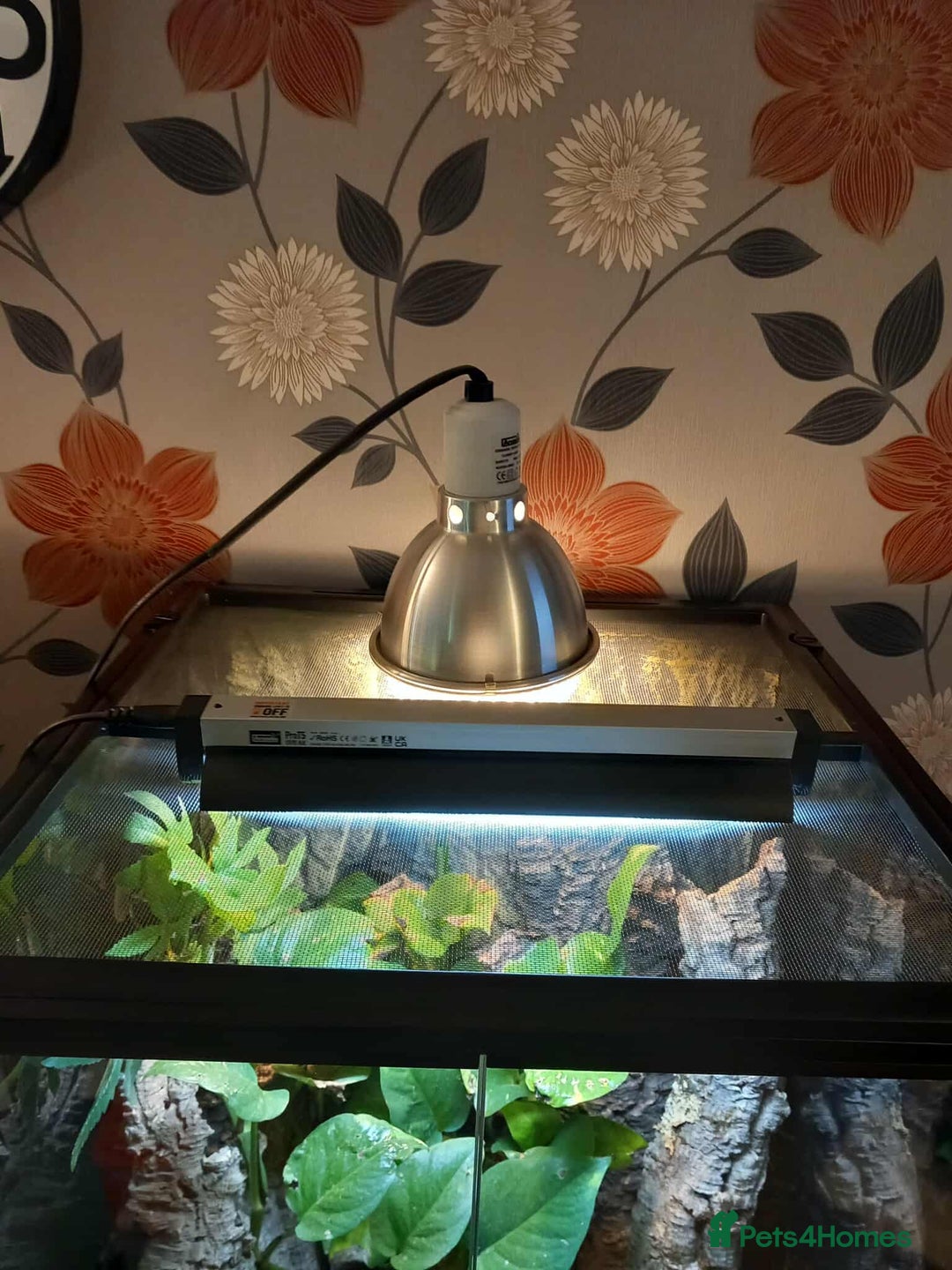 Gecko reptiles for sale: 2 x Female Tokay geckos and individual set ups - Image 14