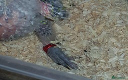 Parrots birds for sale: Talking Handreared Double-yellow-headed Amazon  - Image 4