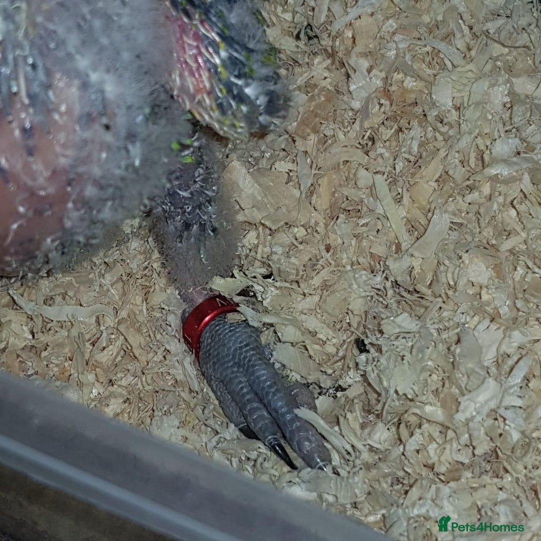 Parrots birds for sale: Talking Handreared Double-yellow-headed Amazon  - Image 4