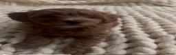 Mixed Breed dogs for sale: FLUFFY LOVING and FUN TOY COCKAPOO PUPPIES in Folkestone - Advert 7