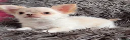 Chihuahua dogs for sale: READY TO GO, tiny cream longcoat chihuahua boy - Advert 3