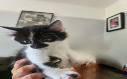 Mixed Breed cats for sale: Beautiful kittens - Image 8
