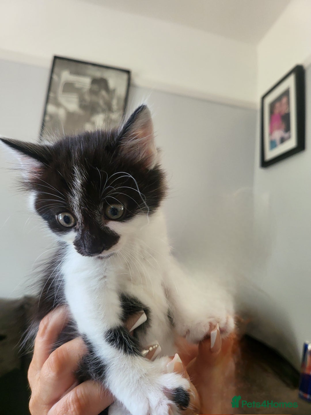 Mixed Breed cats for sale: Beautiful kittens - Image 8