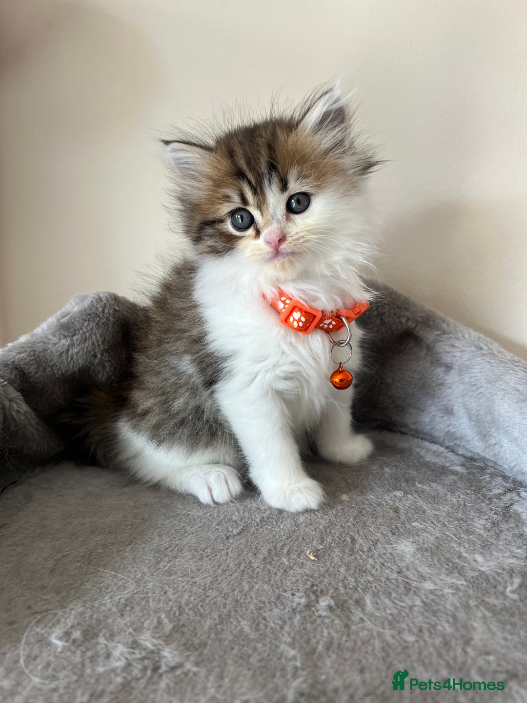 Turkish Angora cats for sale: Turkish Angora/Persian Chanchilla kittens for Sale - Image 11