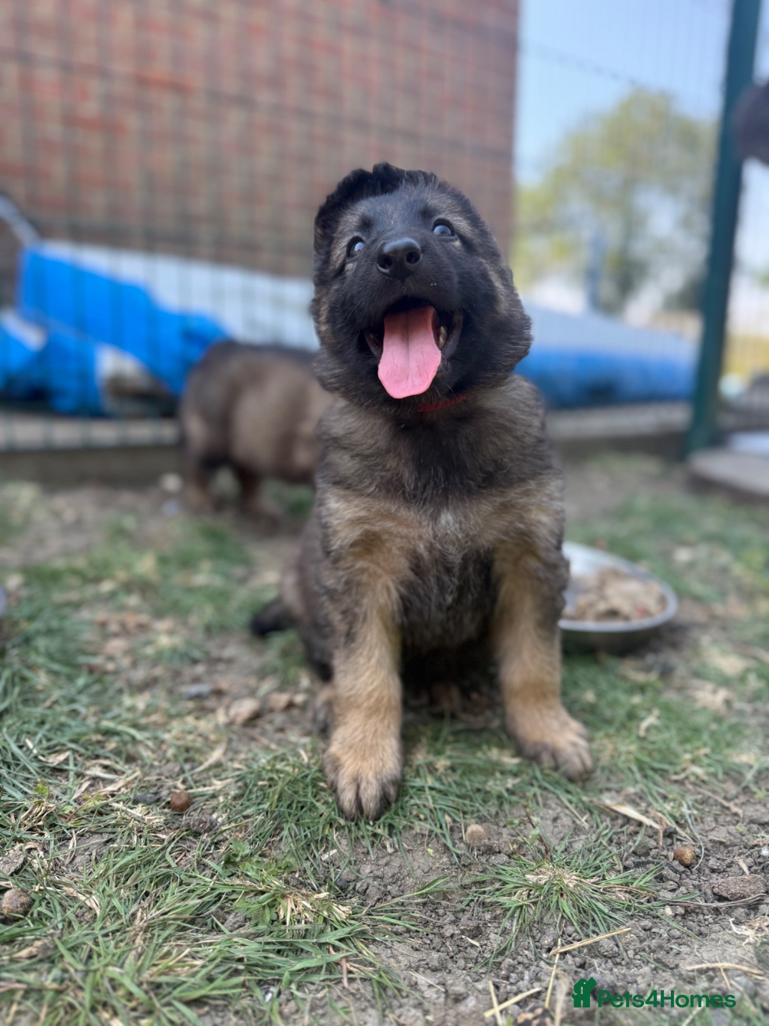German Shepherd dogs Super Special Unique German Shepard Puppies  - Advert 5