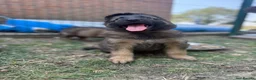 German Shepherd dogs for sale: Super Special Unique German Shepard Puppies  - Advert 1