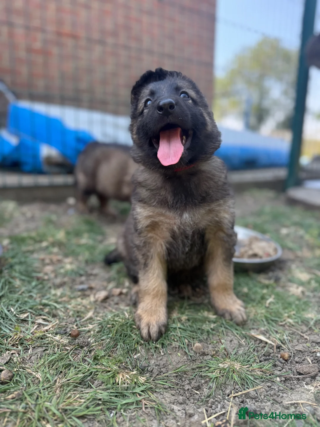 German Shepherd dogs for sale: Super Special Unique German Shepard Puppies  - Advert 1