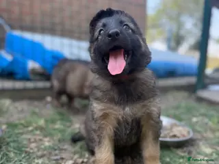 German Shepherd dogs Super Special Unique German Shepard Puppies - Advert 5